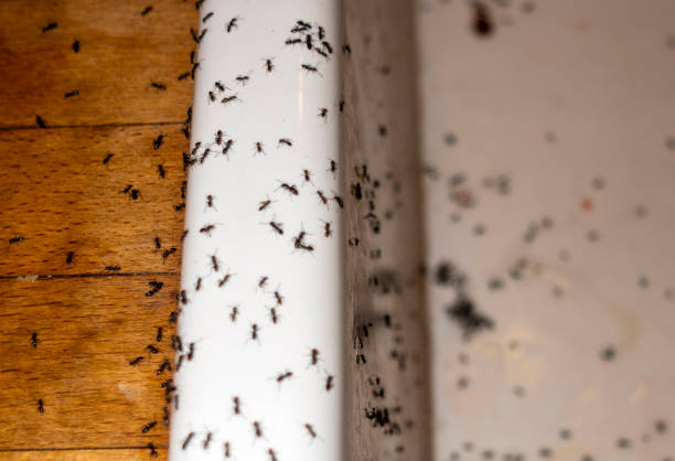 Best Mosquito Control Services  in Louisburg, NC