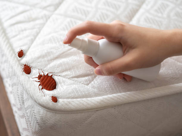 Best Spider Control Near Me  in Louisburg, NC