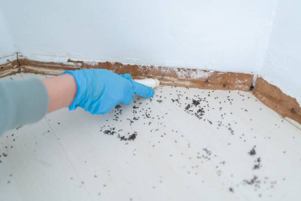 Best Bed Bug Extermination  in Louisburg, NC